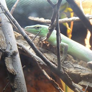 Green Tree Skink at Dallas zoo 2015-03-12
