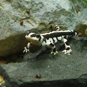 Kaiser Newt at Dallas zoo 2015-03-12