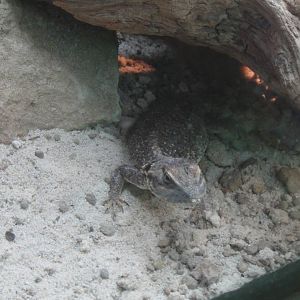 Taylor's Shield-tailed Lizard at Dallas zoo 2015-03-12