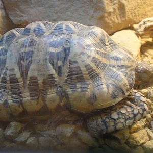 Indian Star Tortoise at Dallas zoo 2015-03-12