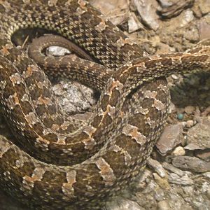 Slender Hognosed Pitviper at Dallas zoo 2015-03-12