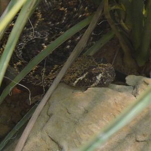 Western Diamondback Rattlesnake at Dallas zoo 2015-03-12