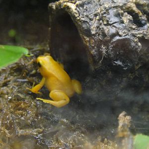 Golden Mantella at Dallas zoo 2015-03-12