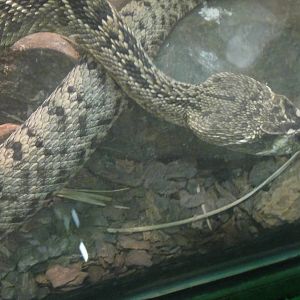 Eastern Diamondback Rattlesnake at Dallas zoo 2015-03-12
