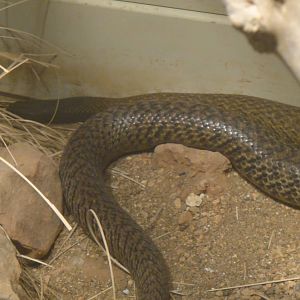 Inland Taipan at Dallas zoo 2015-03-12