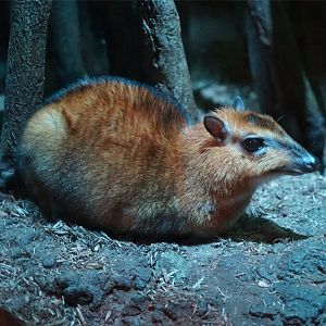 Greater Mousedeer