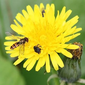 Marmalade hoverfly and weevil