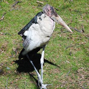 Marabou Stork