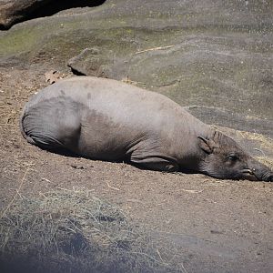 North Sulawesi Babirusa