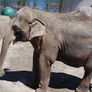 Indian Elephant