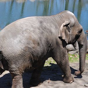 Indian Elephant
