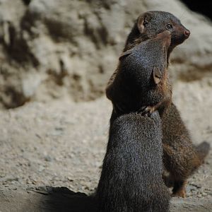 Common Dwarf Mongoose