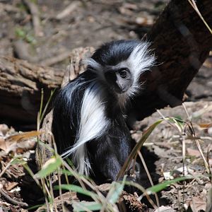 Angolan Colobus Baby