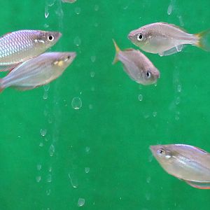 Dwarf neon rainbowfish