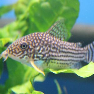 Corydoras sterbai