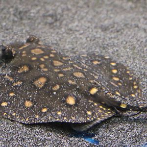 Freshwater ray