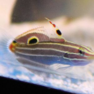 Hector's goby