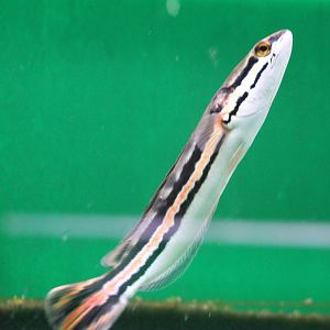 Snake-headed fish