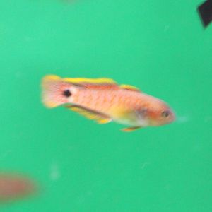 Tauterdina ocellicauda