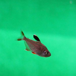 Rosy tetra