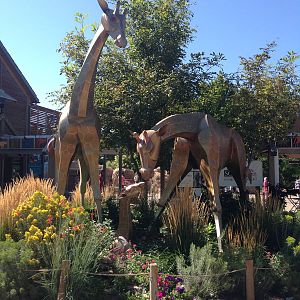 8/24/2014 - Giraffe Statues