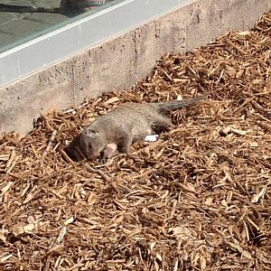 8/24/2014 - Banded Mongoose