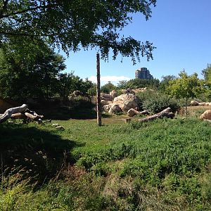 8/24/2014 - Lion Habitat