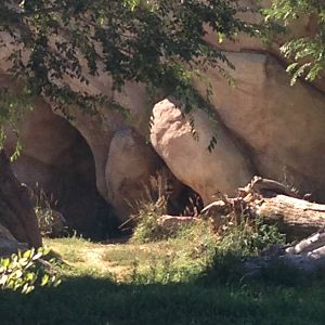 8/24/2014 - Male Lion in the Den
