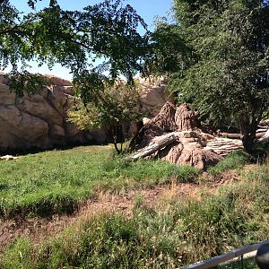 8/24/2014 - Lion Habitat
