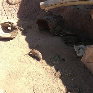 8/24/2014 - Banded Mongooses