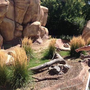 8/24/2014 - Kirk's Dik-Dik Habitat