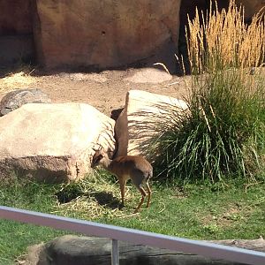 8/24/2014 - Kirk's Dik-Dik