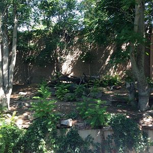 8/24/2014 - Striped Hyena Exhibit