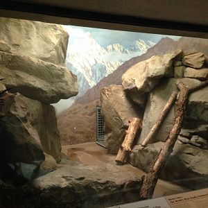 8/24/2014 - Indoor Snow Leopard Exhibit?