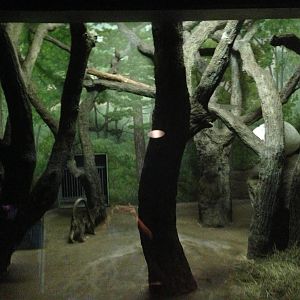 8/24/2014 - Indoor Fossa Exhibit