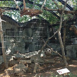 8/24/2014 - Snow Leopard Cage