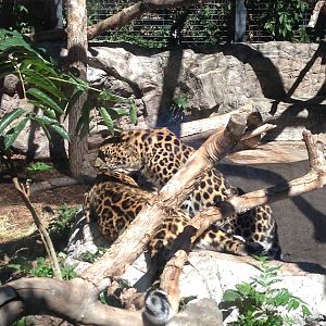 8/24/2014 - Amur Leopards