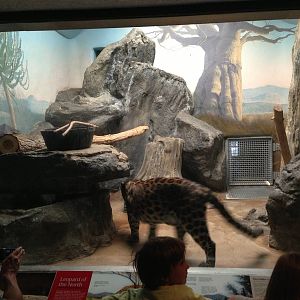 8/24/2014 - Indoor Amur Leopard Exhibit