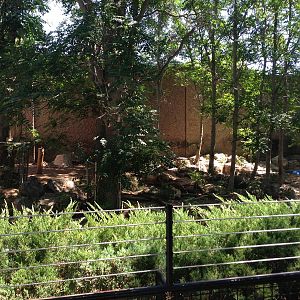 8/24/2014 - Amur Tiger Exhibit