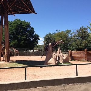 8/24/2014 - Giraffe Exhibit