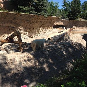 8/24/2014 - Polar Bear Exhibit