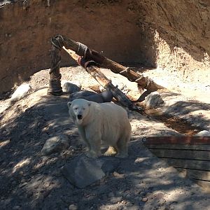 8/24/2014 - Polar Bear