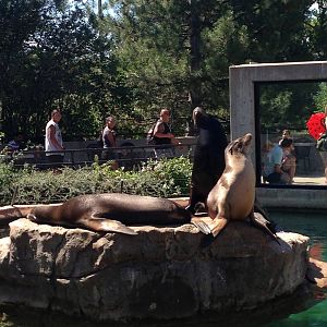 8/24/2014 - California Sea Lions