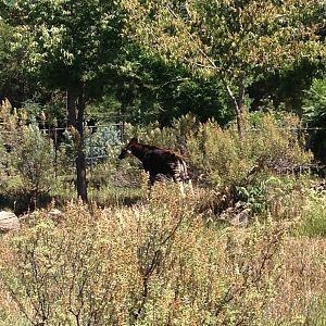 8/24/2014 - Okapi Calf