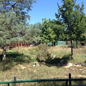 8/24/2014 - First Okapi Habitat