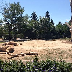 8/24/2014 - Dromedary Camel Exhibit