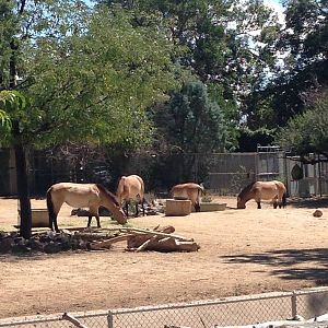 8/24/2014 - Przewalski's Wild Horses