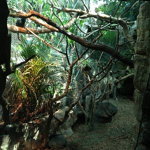 8/24/2014 - Goeldi's Monkey Habitat