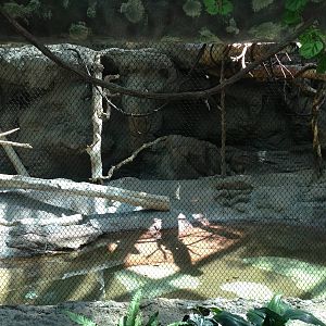 8/24/2014 - Capybara/Howler Monkey Exhibit