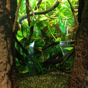 8/24/2014 - Tentacled Snake Tank?